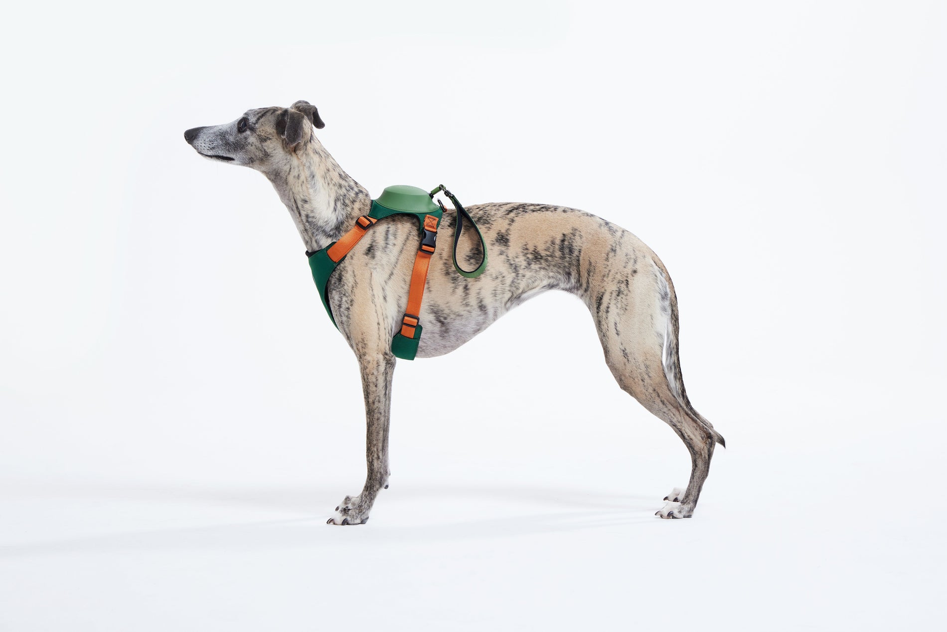 BKID: Developed All-In-One Hybrid Dog Harness