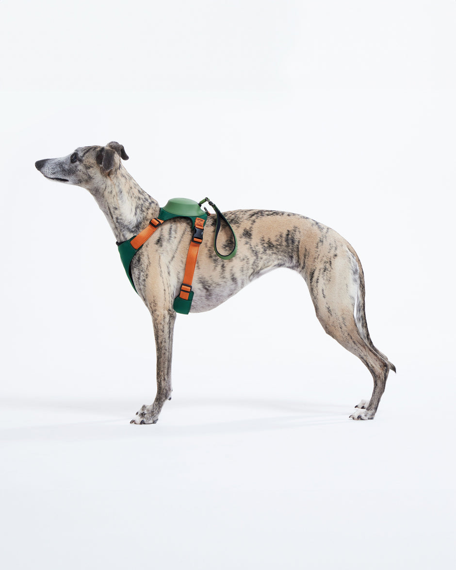 BKID: Developed All-In-One Hybrid Dog Harness