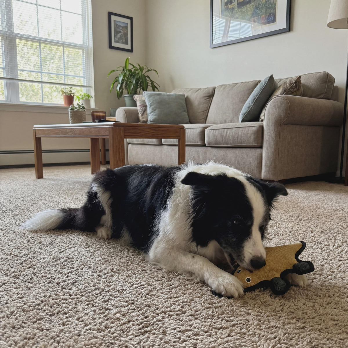 Durable Platypus Dog Toy with Squeaker, 3 Layer Tough Canvas Chew Toy, Reinforced Interactive Dog Gift 11.5in