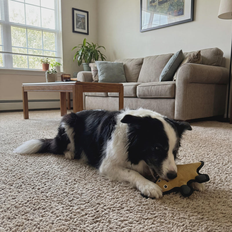 Durable Platypus Dog Toy with Squeaker, 3 Layer Tough Canvas Chew Toy, Reinforced Interactive Dog Gift 11.5in