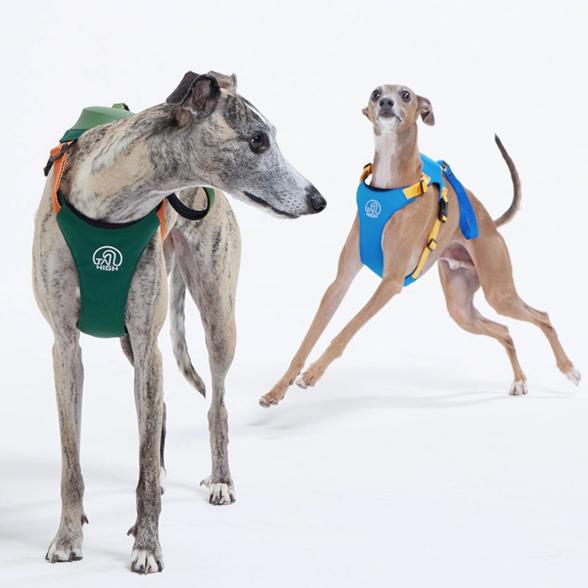 Wood Green Hound-Fit Hybrid Harness