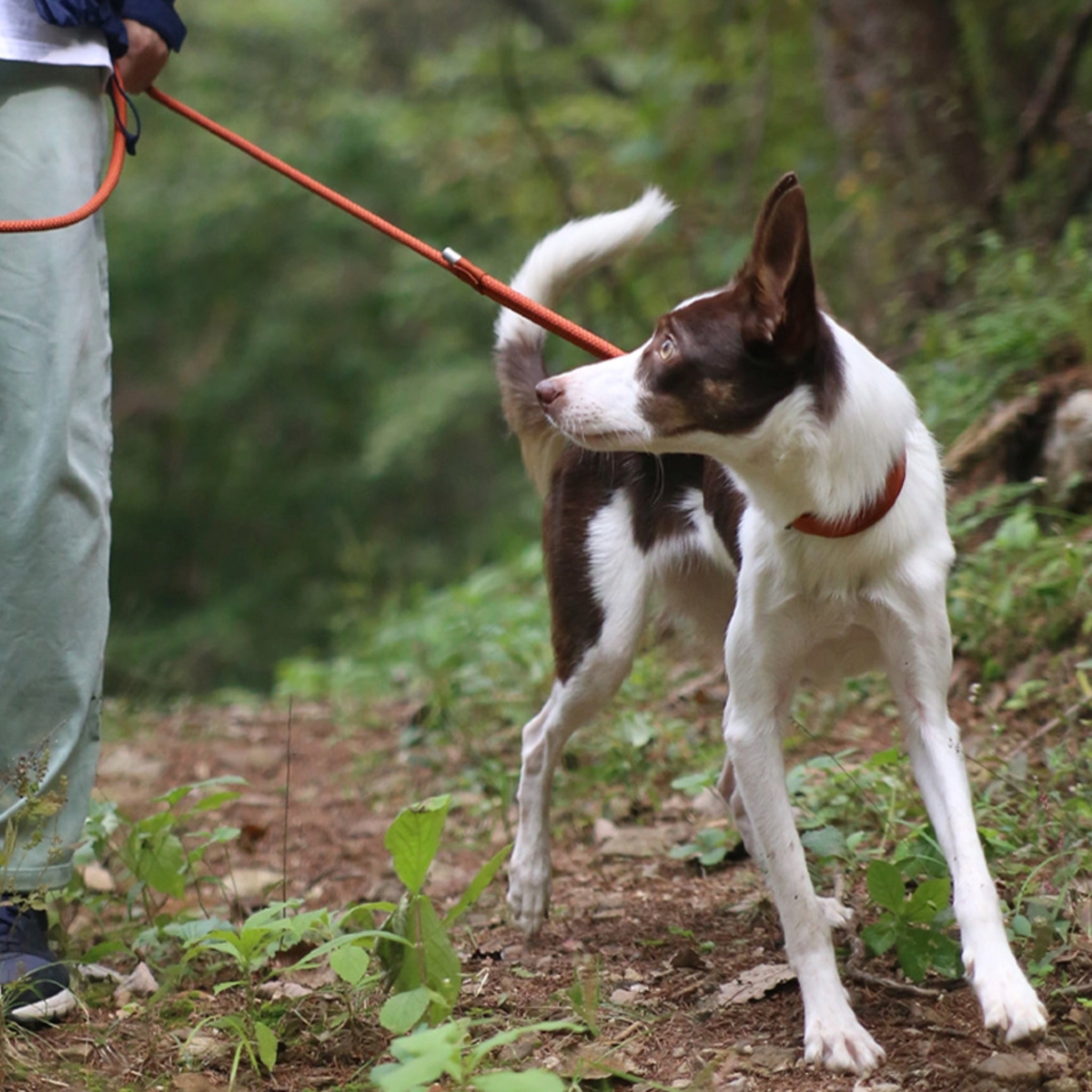 Wood Rope Leash, 59 inch